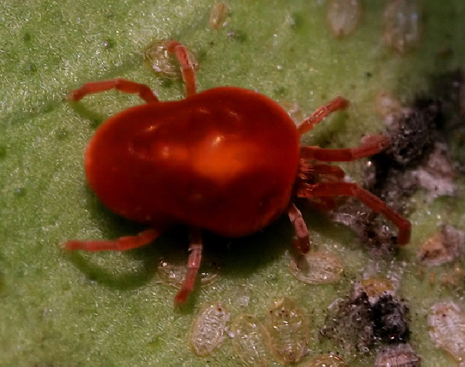 Marvel at red-blooded animals in Vietnam Picture 9