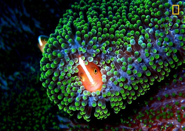Marvel at the beauty of nature through the series of National Geographic Picture 1