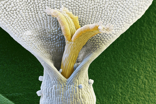 Marvel at the bizarre images of flowers when observing under a microscope Picture 5