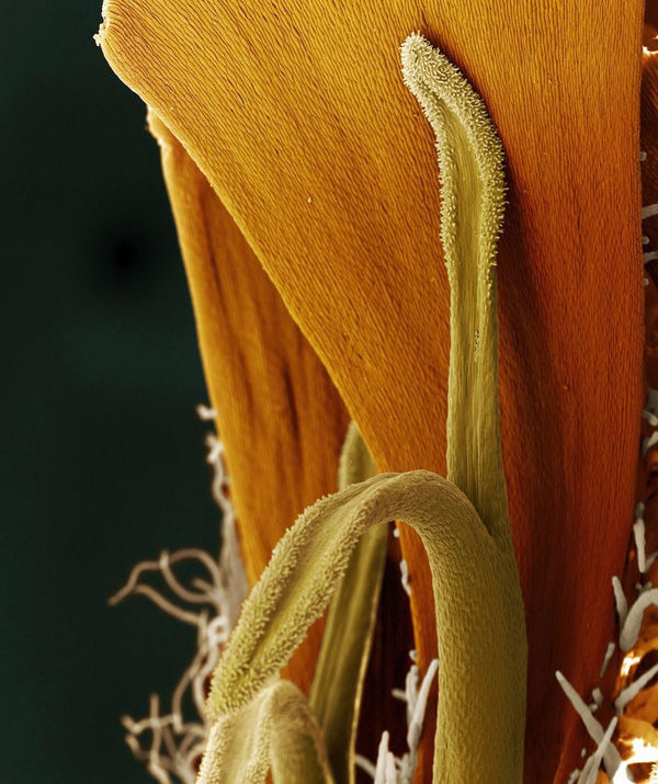 Marvel at the bizarre images of flowers when observing under a microscope Picture 7