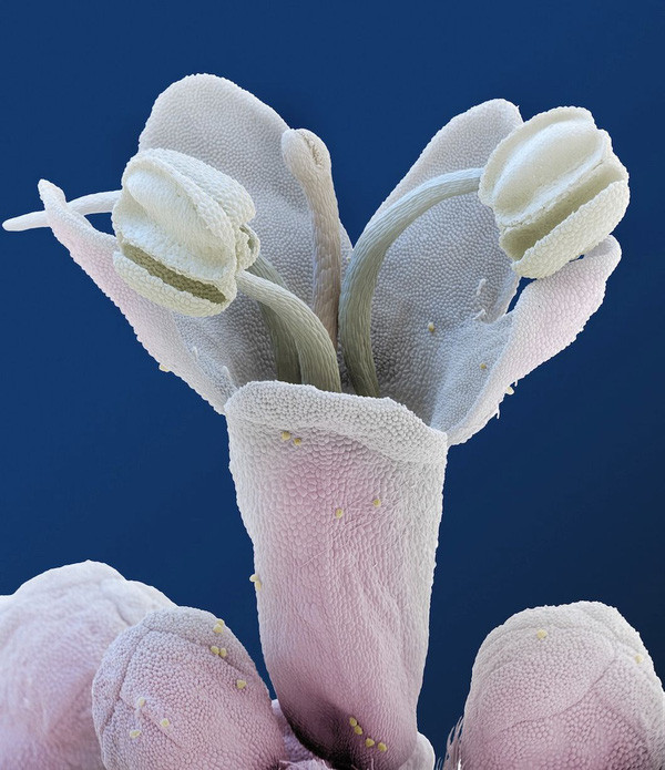 Marvel at the bizarre images of flowers when observing under a microscope Picture 8