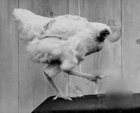 Marvel at the strange surviving animals after the 'head left the neck' Picture 2