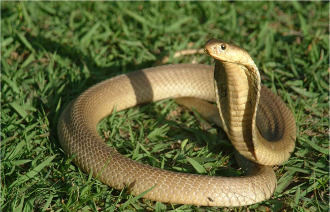 Marvel at the strange surviving animals after the 'head left the neck' Picture 3