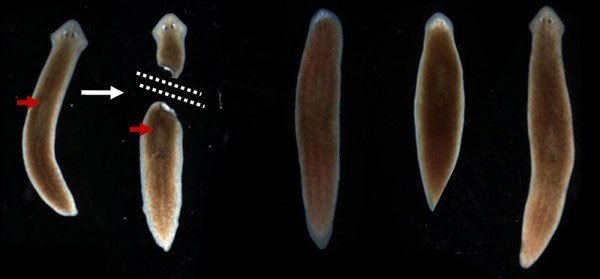 Marvel at the strange surviving animals after the 'head left the neck' Picture 4