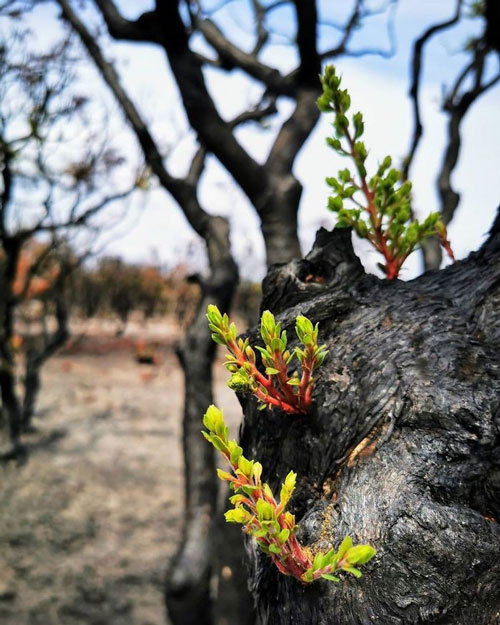 Marvelous revival life in the burning forests of Australia Picture 10
