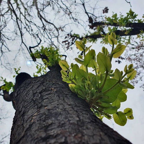 Marvelous revival life in the burning forests of Australia Picture 11