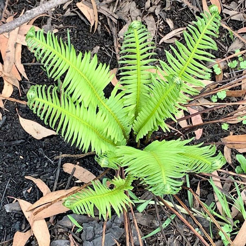 Picture 8 of Marvelous revival life in the burning forests of Australia