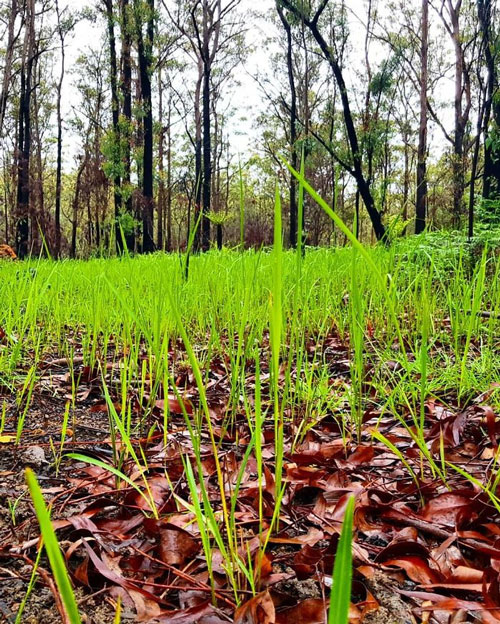 Marvelous revival life in the burning forests of Australia Picture 9