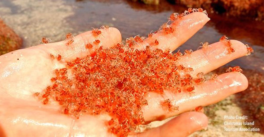 Millions of red 'dyed' crabs on the island of Australia Picture 1
