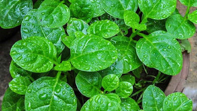 Miraculous healing ability of spinach, vegetables are often present on the family's tray Picture 3