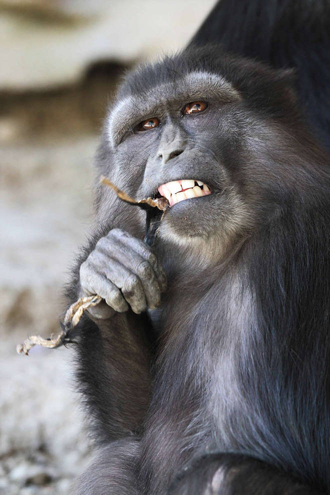 Monkey mother ate the decaying young baby, strange behavior was first discovered in monkeys Picture 4