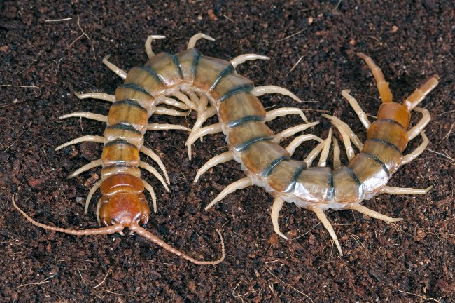 Multi-legged robot inspired by centipede Picture 1