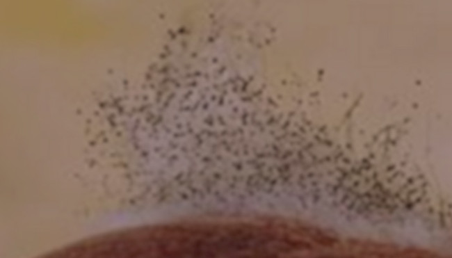 Mycotoxins in the home can make you sick Picture 1