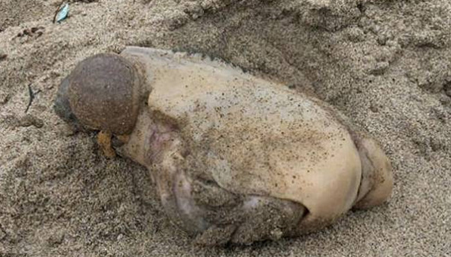Mysterious sea creatures do not have eyes, mouth washes on American beaches Picture 1