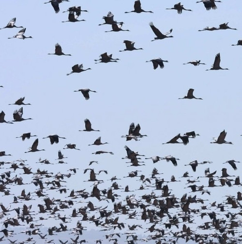 Mysteriously the village thousands of birds find themselves 'suicide' every year Picture 1