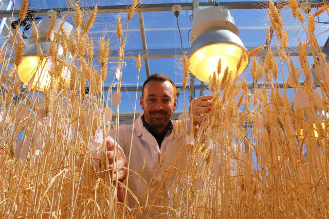 NASA's 'breeding speed' accelerates wheat production three times faster Picture 2