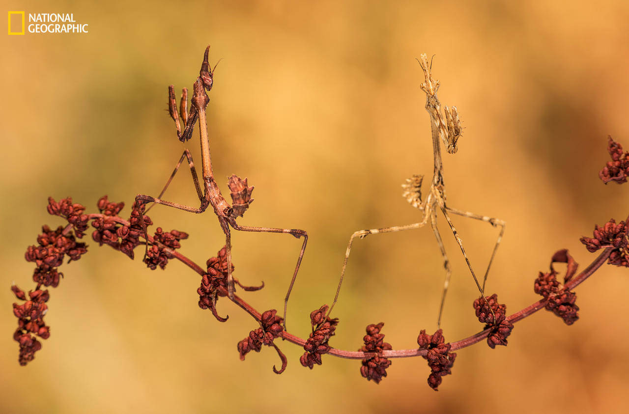 National Geographic: 19 wonderful natural photos 2016 Picture 2