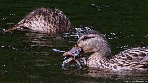 New discovery: Bird-eating ducks amaze scientists Picture 3