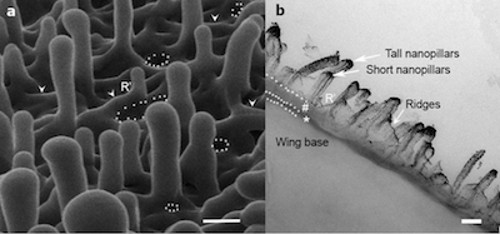 New discovery: Dragonfly wings can kill bacteria without antibiotics Picture 2