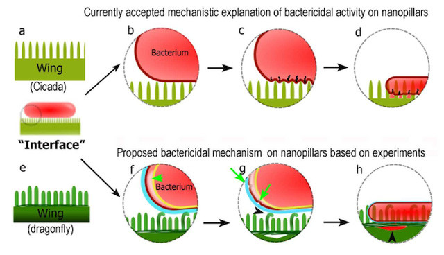 New discovery: Dragonfly wings can kill bacteria without antibiotics Picture 5