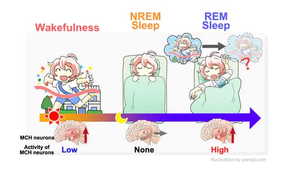New research in mice shows why sleep can sometimes make you forgetful Picture 3