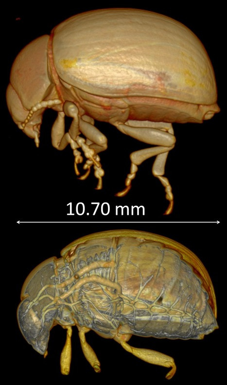 New scanning technology brings 3D images of live insects Picture 2