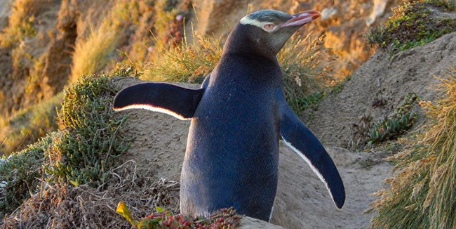 New Zealand yellow-eyed penguins face extinction Picture 1