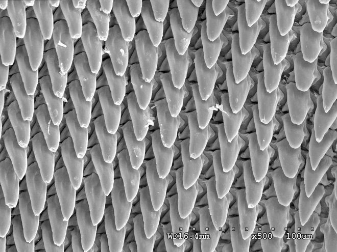 Not a shark or a crocodile, this is the world's most toothed creature with 15,000 Picture 3