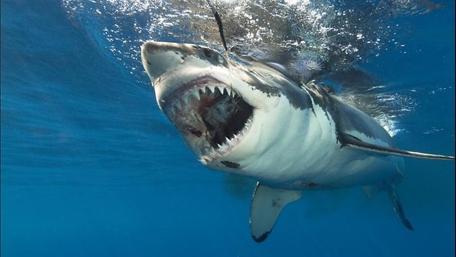 Not a shark or a crocodile, this is the world's most toothed creature with 15,000 Picture 5