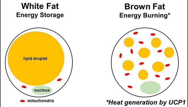 Not dieting, this is the new method of preventing obesity Picture 3