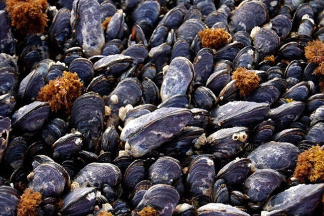 Ocean acidification changes California's shell structure Picture 1