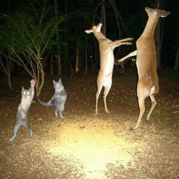 Odd pictures make it impossible for viewers to watch Picture 33