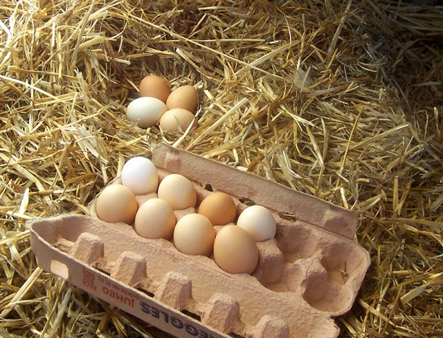 One dozen by how many? Picture 1