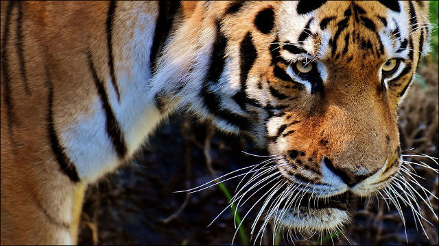 Only 13% of the world's tiger reserves meet the global standards Picture 1