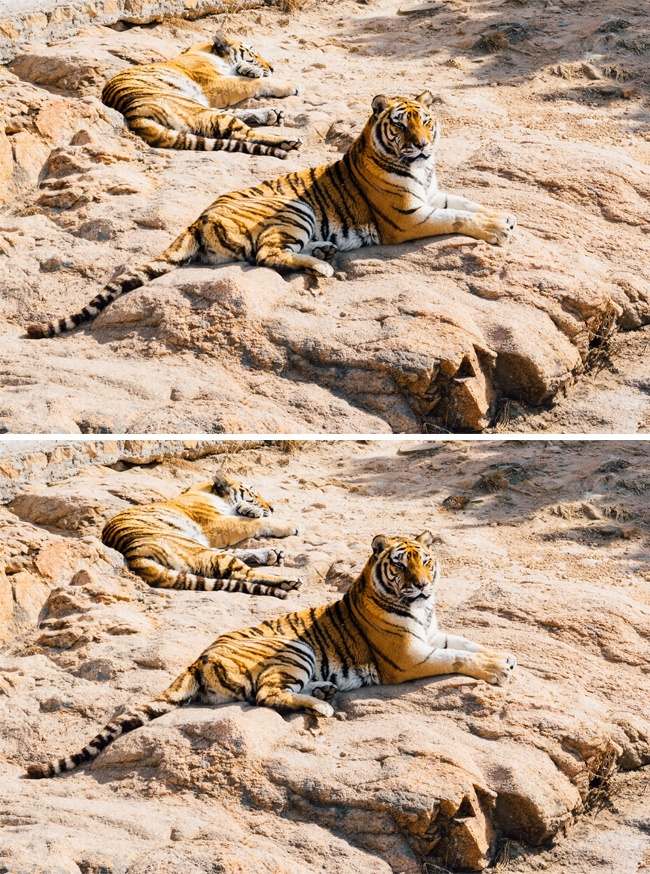 Only the genius finds all the differences in these 16 photos! Picture 11