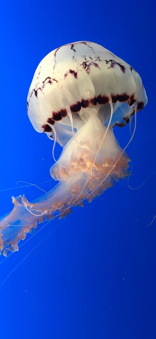 Own the integrated theme wallpaper for smartphones Picture 11