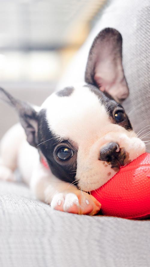 Own the integrated theme wallpaper for smartphones Picture 14