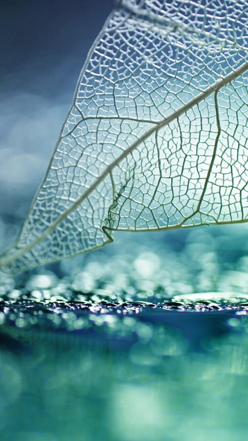 Own the integrated theme wallpaper for smartphones Picture 20