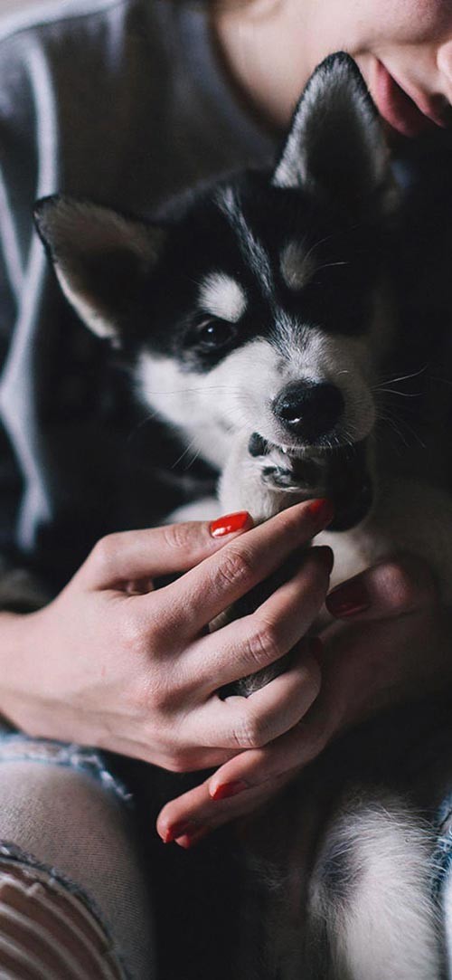 Own the integrated theme wallpaper for smartphones Picture 26