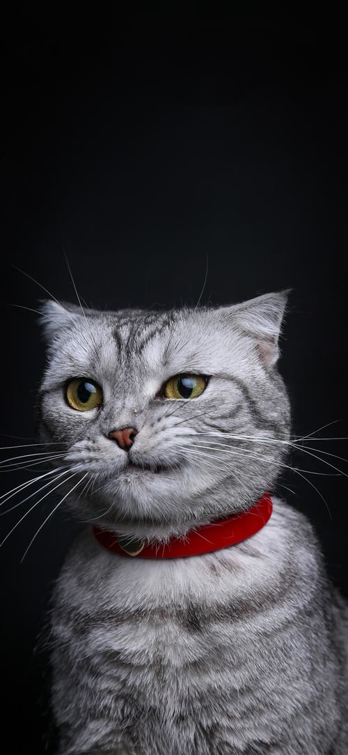 Own the integrated theme wallpaper for smartphones Picture 38