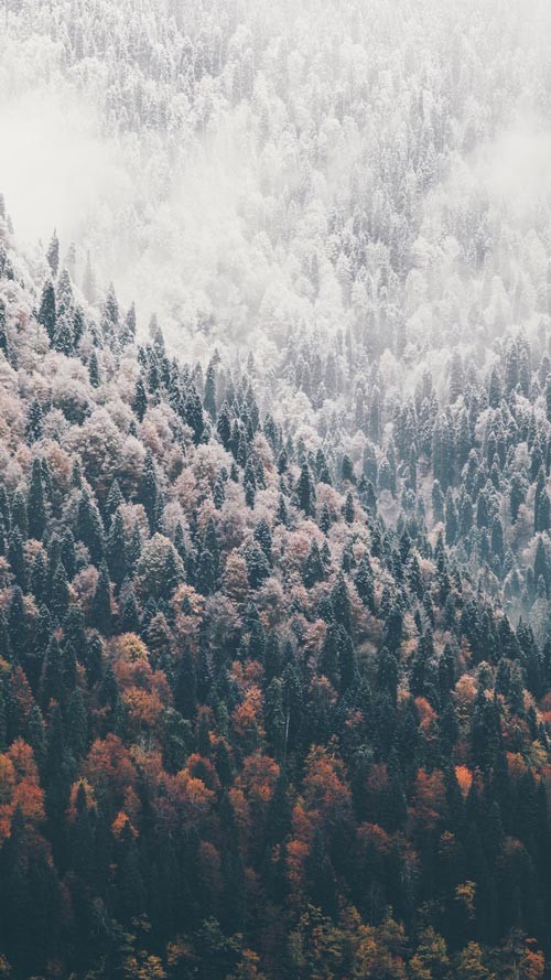 Own the integrated theme wallpaper for smartphones Picture 9