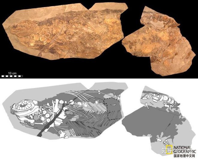 Paleontologists discovered the fat on the body of the fish lizard 180 million years ago Picture 10