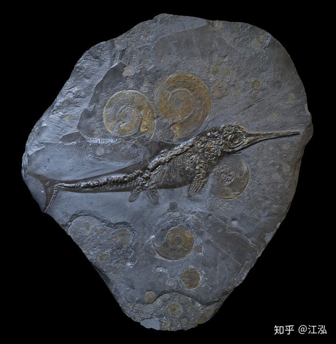 Paleontologists discovered the fat on the body of the fish lizard 180 million years ago Picture 6