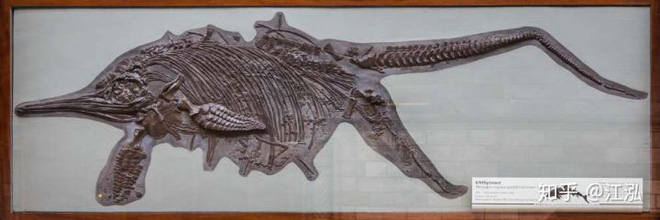 Paleontologists discovered the fat on the body of the fish lizard 180 million years ago Picture 7