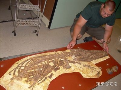 Paleontologists discovered the fat on the body of the fish lizard 180 million years ago Picture 9