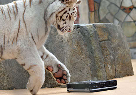 Panasonic CF-30: Laptop 'against' Tiger Picture 3