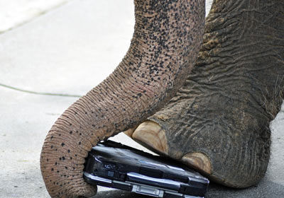 Panasonic CF-30: Laptop 'against' Tiger Picture 6