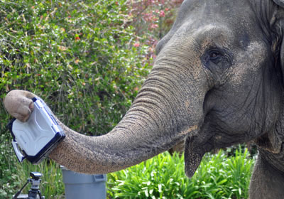 Panasonic CF-30: Laptop 'against' Tiger Picture 7