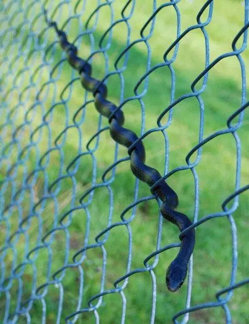 Pay homage to the three-set mausoleum, the wall of the tiger in the animal world Picture 10