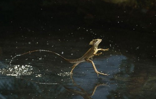 Pay homage to the three-set mausoleum, the wall of the tiger in the animal world Picture 4